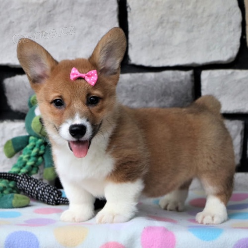 Prod�m �t��ata Pembroke Welsh Corgi.