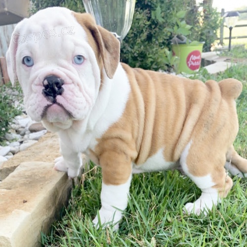 Prod�m o�kovan� �t��ata anglick�ho buldo�ka s tlumen�mi �elistmi