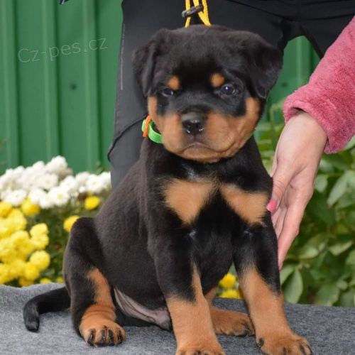 Kr�sn� �t���tka Rottweiler� k adopci zdarma.
