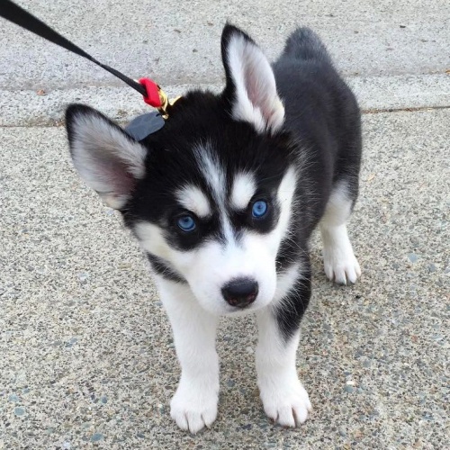 Kr�sn� Sibi�sk� husky �t���tka s PP