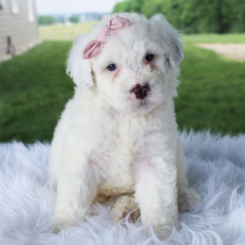 �t��ata portugalsk�ho vodn�ho psa pejsek a fenka k adopci.