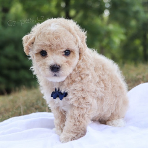 Prod�m ZDRAV� a O�KOVAN� �t��ata Maltipoo. .