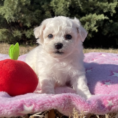 Prod�m mini zdrav� �t��ata Bi�onka.