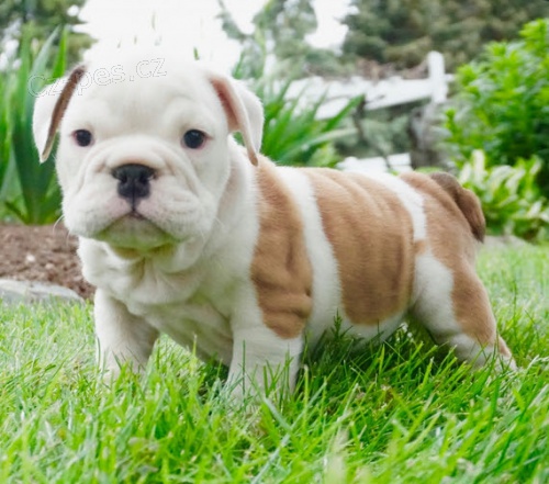 Prod�m �t��ata anglick�ho buldo�ka