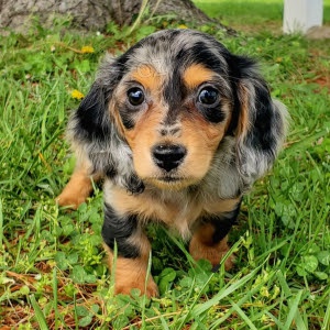 Prod�m o�kovan� �t��ata jezev��k� fenky a pejska