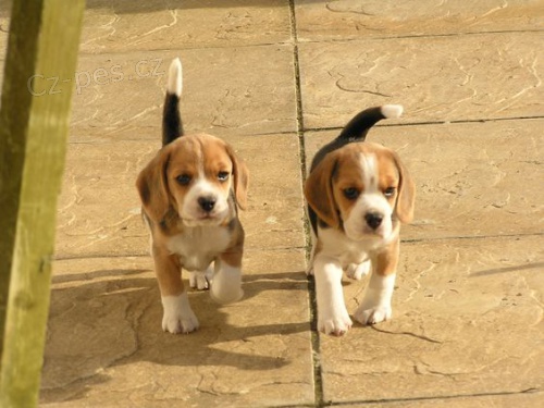 Prod�m mini �t��ata BEAGLES.