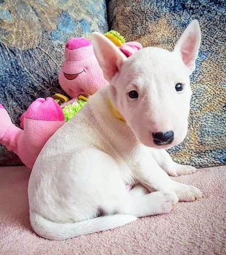 Prod�m �t��ata anglick�ho bulteri�ra.