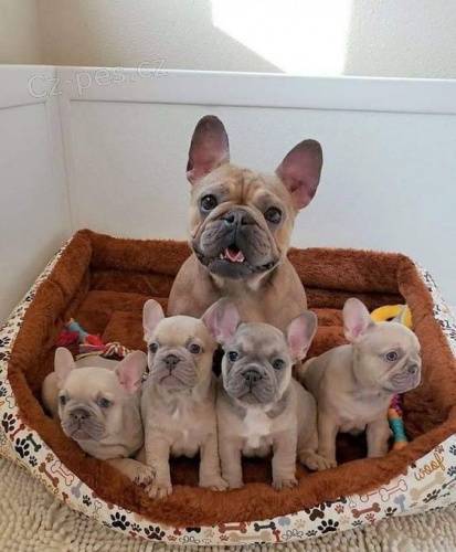 Prod�m o�kovan� �t��ata francouzsk�ho buldo�ka.