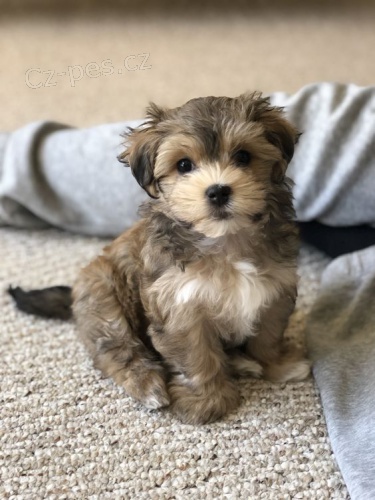 �t��ata havanese na prodej.