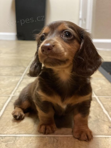 Prod�m o�kovan�, zdrav� a zdrav� �t��ata trpasli��ch dlouhosrst�ch jezev��k�