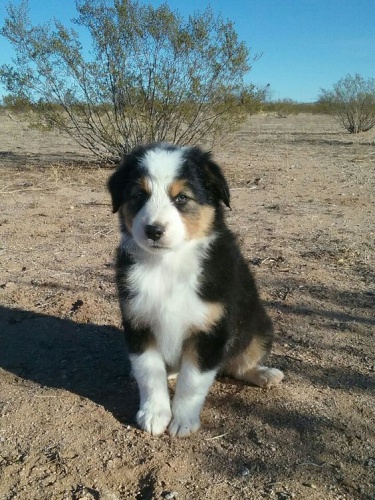 Prod�m �t��ata australsk�ho ov��ka