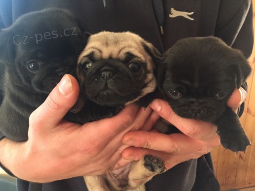 �t��ata mops� na prodej