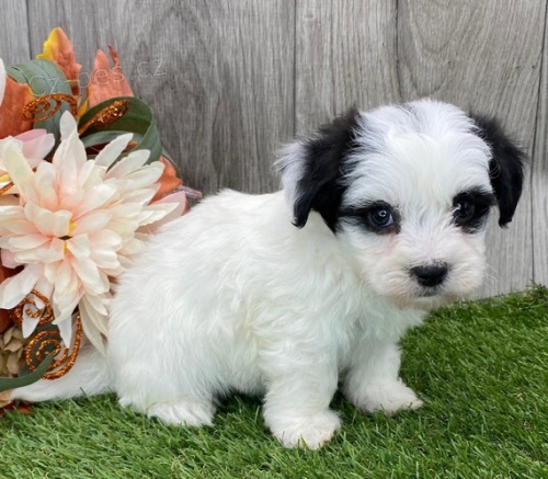 Prod�m mini �t��ata Havana.