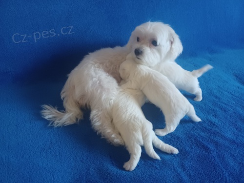 Maltština štěňata Maltština štěňata