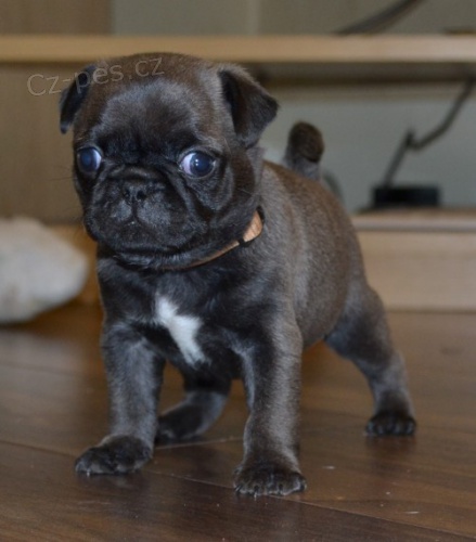 Prod�m o�kovan� a mini �t��ata �ern�ho mopse