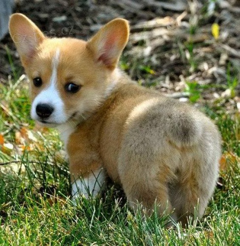 Prod�m �t��ata Pembroke Welsh Corgi.