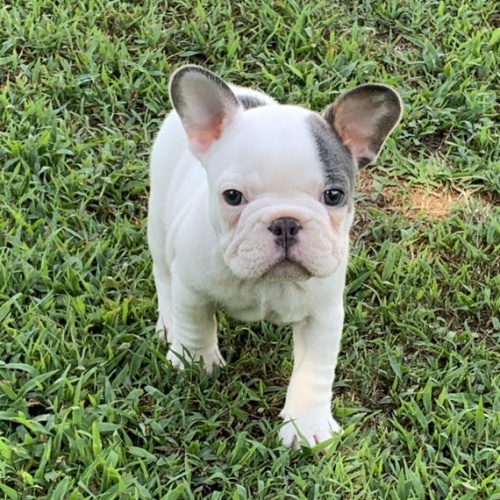 Prod�m �t��ata anglick�ho buldo�ka