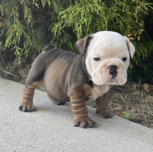 Prod�m �t��ata anglick�ho buldo�ka