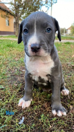 Pitbull Blueline Lilac �t��ata