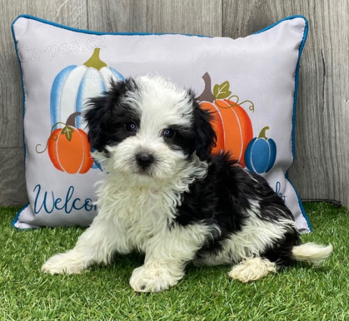 Prod�m roztomil� mini o�kovan� a zdrav� �t��ata Havanese.