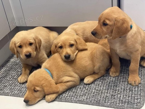 Prozrad� �t��ata labradorsk�ho retr�vra.