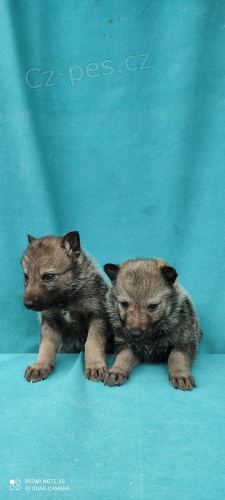 �eskoslovensk� vl��k