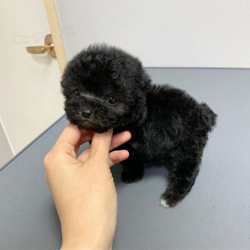 Prod�m �t��ata mini pudla.