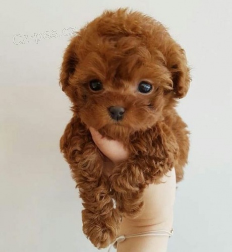 Prod�m �t���tka mini mini pudla hra�ek.