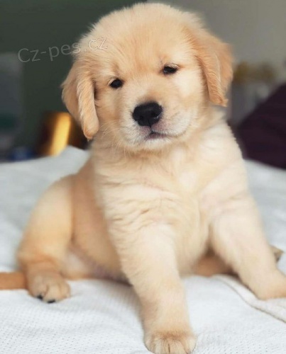 Prod�m �t��ata labradorsk�ho retr�vra.