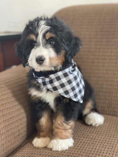 Prod�m o�kovan� �t��ata Bernedoodle.