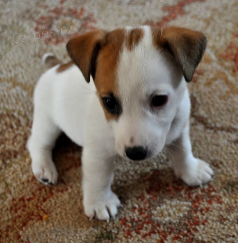 Prod�m kr�sn� a rozko�n� �t���tka jack russell teri�ra.