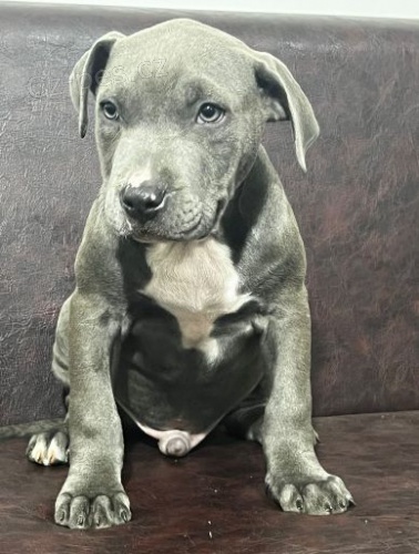 Americk� pitbull teri�r �t��ata