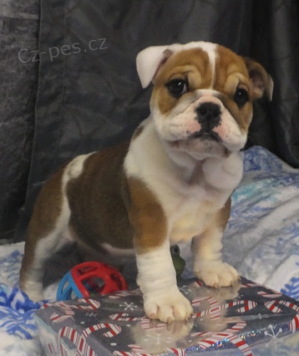 Prod�m �t��ata anglick�ho buldo�ka