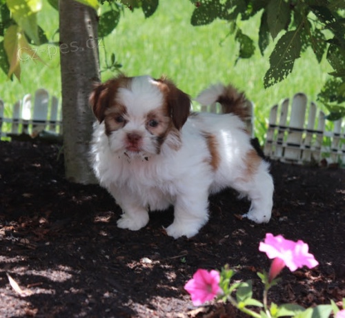Prod�m o�kovan�, od�erven�, zdrav� a doma vycvi�en� mini �t���tka SHIH TZU