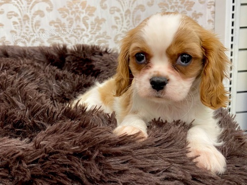 Prod�m zdrav� �t��ata Koralky.