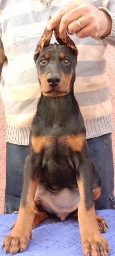 Dobrman �t��ata na prodej