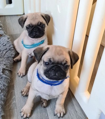 Mops štěňata k dispozici Mops štěňata k dispozici