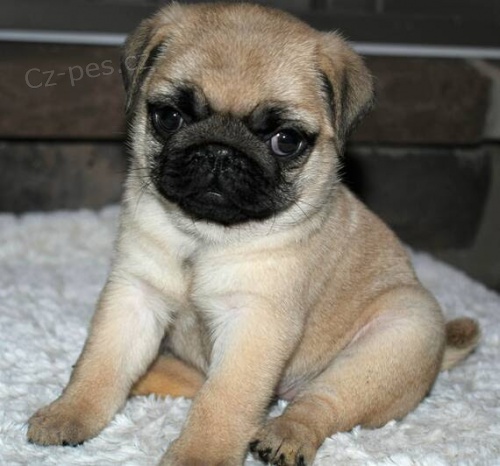 Prod�m kr�sn� mini �t���tka b�ov�ho mopse fenky a pejska