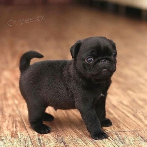 Prod�m kr�sn� mini �t��ata �ern�ho mopse