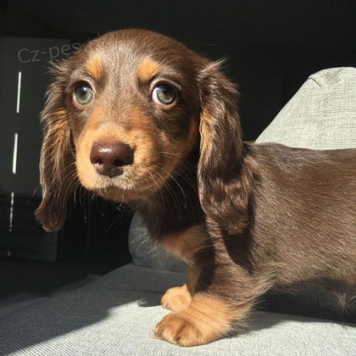 Prod�m �t��ata dlouhosrst�ch miniaturn�ch jezev��k�