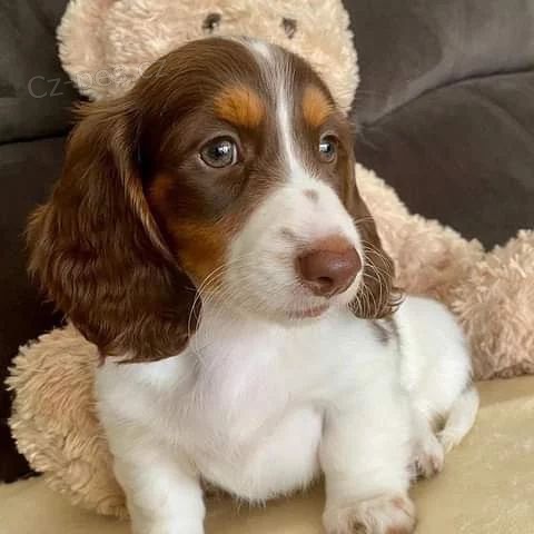 Dlouhosrst� fena a pes miniaturn� o�kovan� �t��ata jezev��k� na prodej