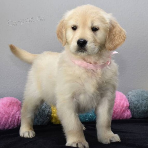 Prod�m ZDRAV� a O�KOVAN� �t��ata Zlat�ho retr�vra.