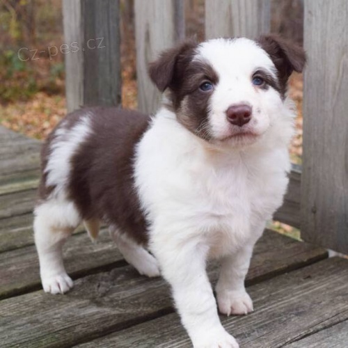 Prod�m �t��ata border kolie