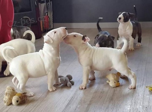 Prod�m mini hra�ku �t��ata anglick�ho bulteri�ra.