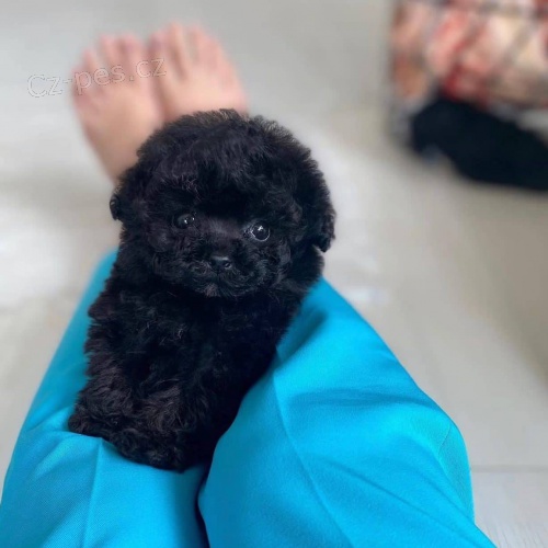 Prod�m zdrav� �t��ata Pudla �ERN�.