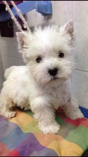 Prod�m kr�sn� �t��ata West Highland White Terriers