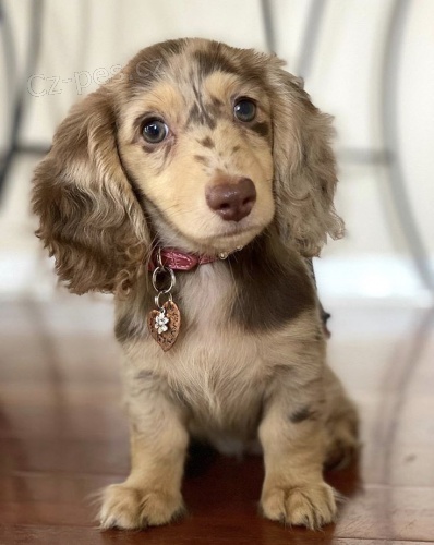 Prod�m v�no�n� �t��ata dlouhosrst�ch jezev��k�