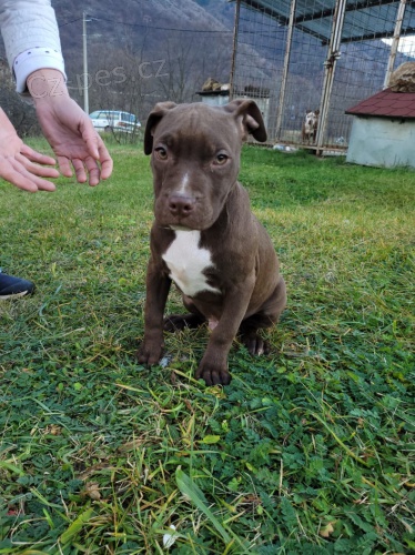 Americk� pitbulteri�r �t��ata