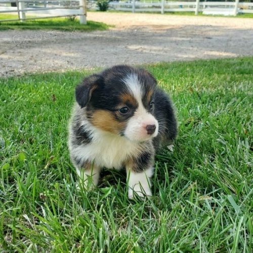 kr�sn� a and�lsk� �t��ata Pembroke Welsh Corgi na prodej.