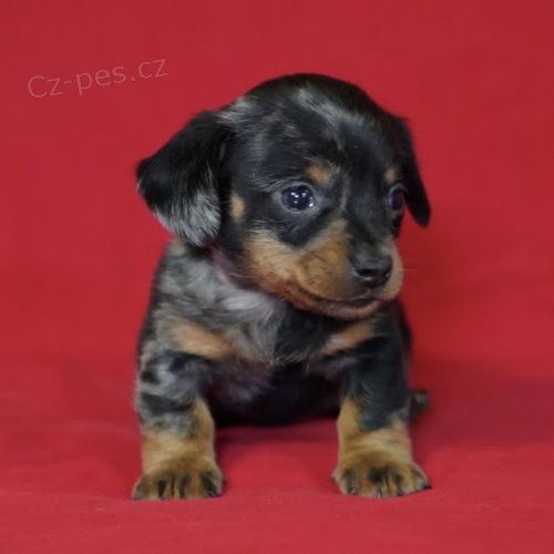 Prod�m zdrav� kr�tkosrst� �t��ata mini jezev��k�